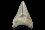 Serrated, Fossil Megalodon Tooth - Aurora, North Carolina #179730-2